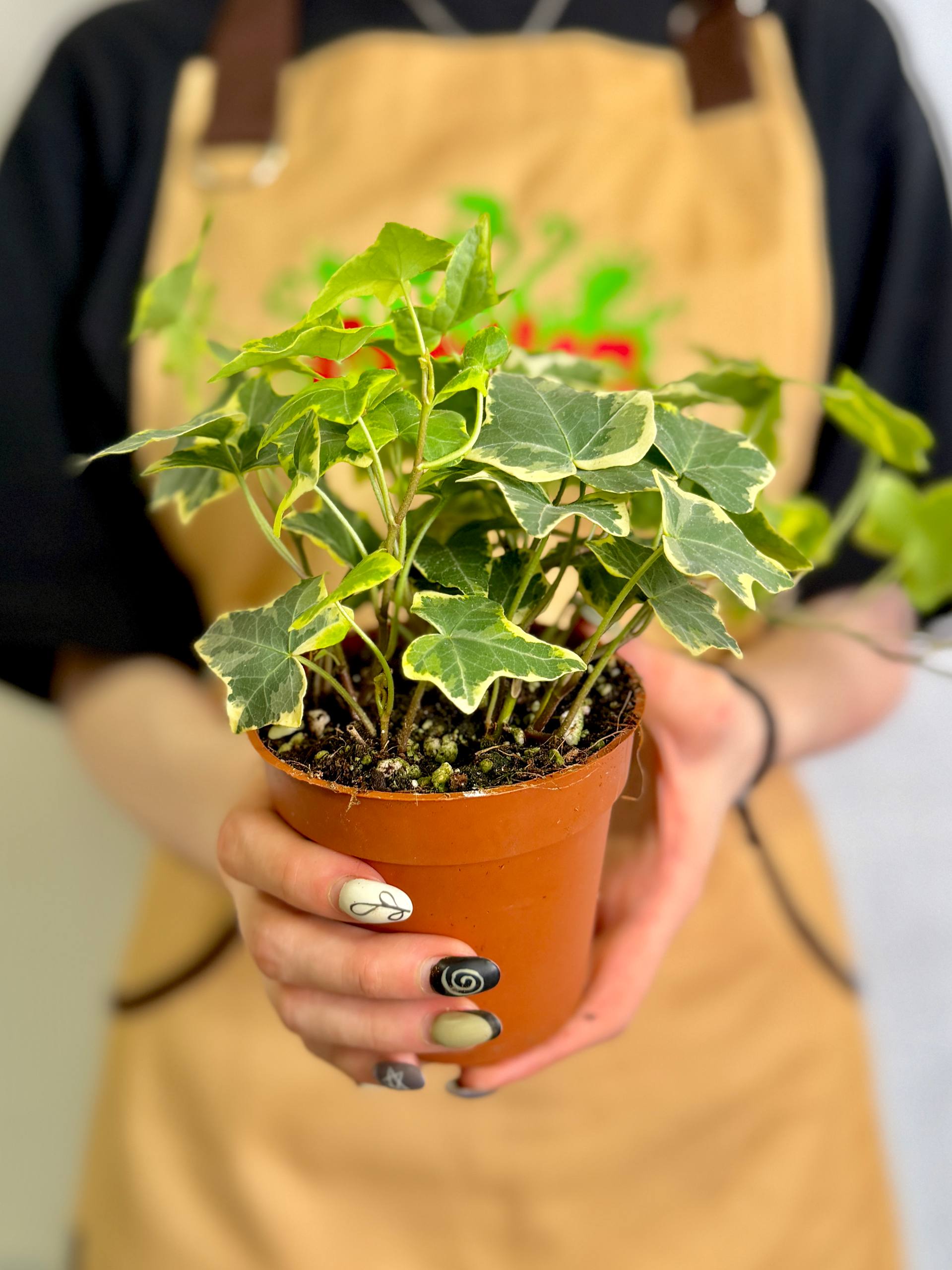 Хедера Хеликс Вариегата Йеллоу (Hedera Helix Variegata Yellow) D9см