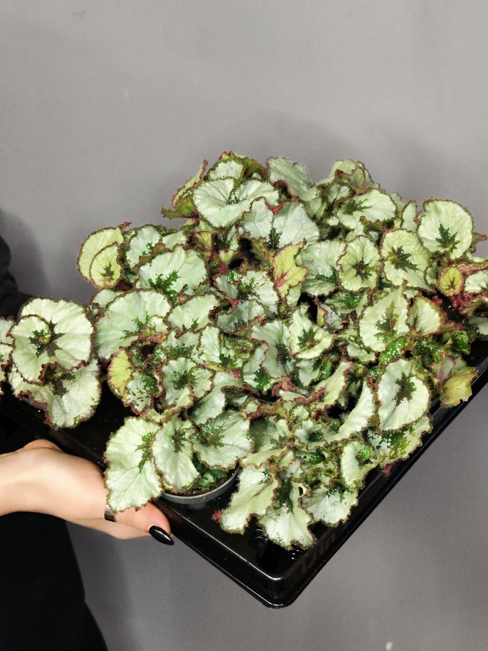 Бегония Рекс Эскаргот (Begonia Rex Escargot) D6см
