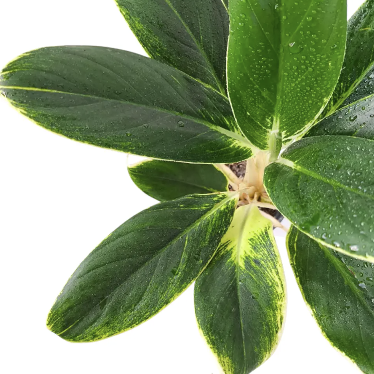 Аглаонема Вайт Лайм (Aglaonema White Lime) D12см