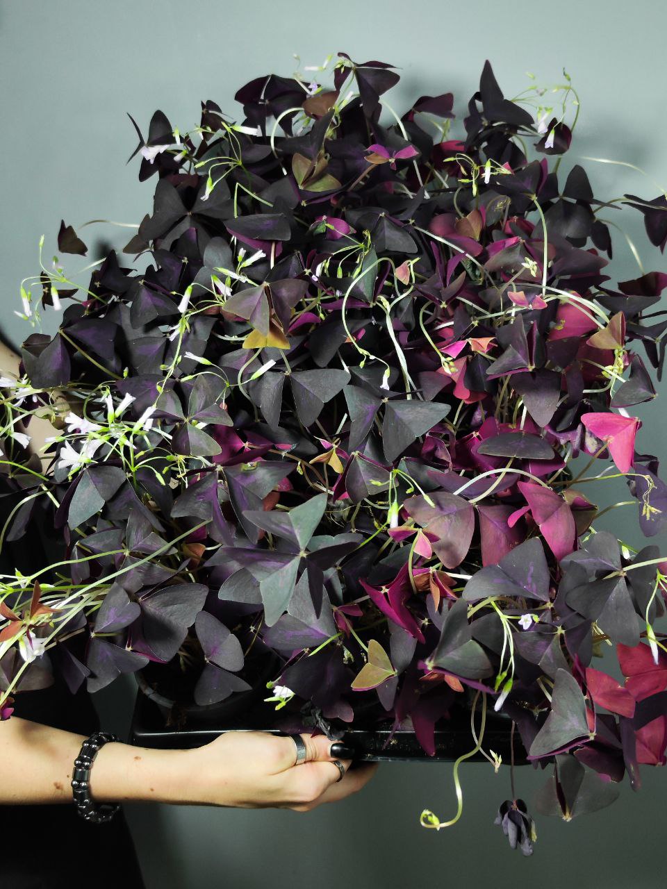 Кислица Треугольная Санни (Oxalis Triangularis Sanny) D10см