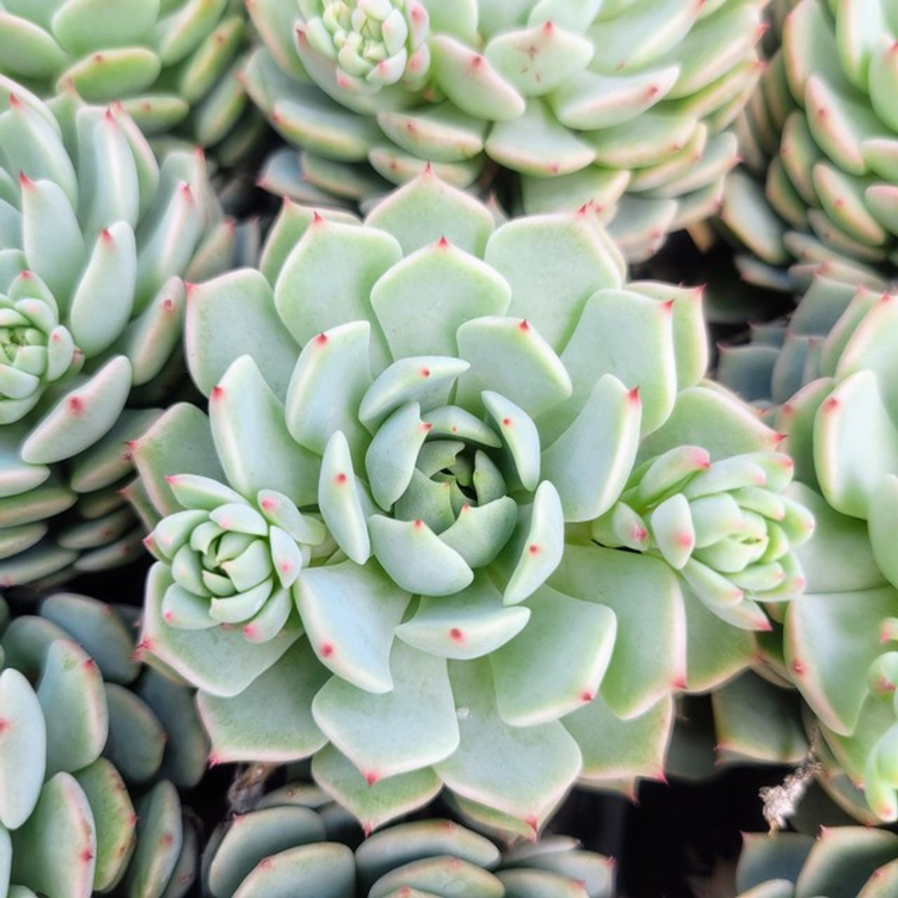 Эхеверия Деренберга Блю (Echeveria Derenbergii Blue) D5см