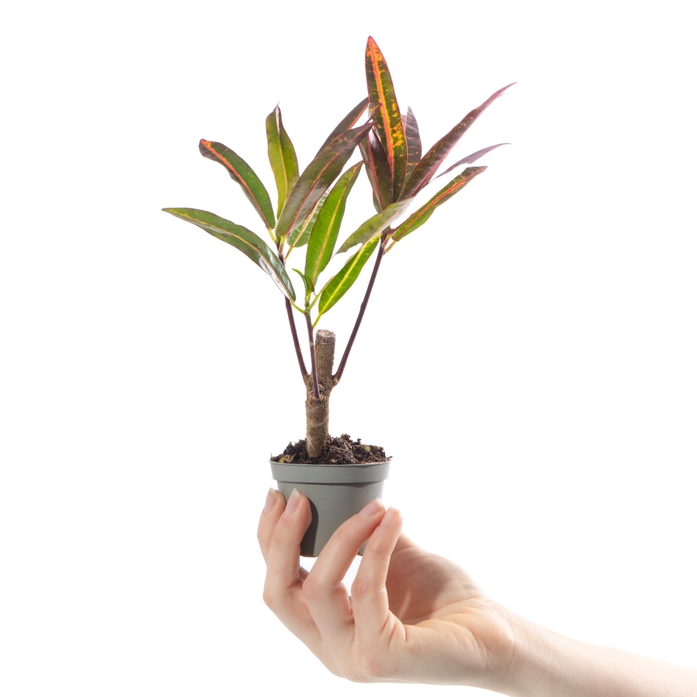 Кодиеум Экскуренс (Codiaeum Excurrens) D6см