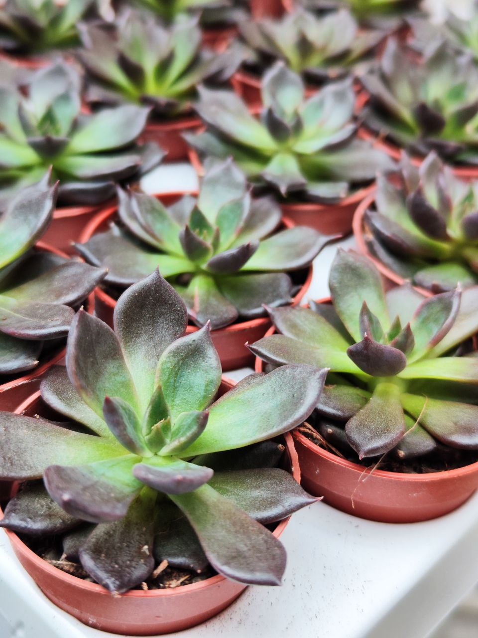 Эхеверия Черный Принц (Echeveria Black Prince) D5см