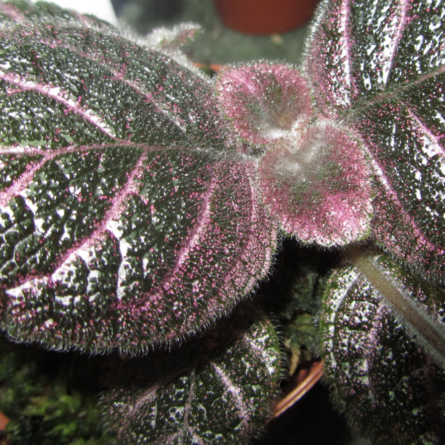 Эписция Кантри Брилианс (Episcia Country Brilliance) D6см