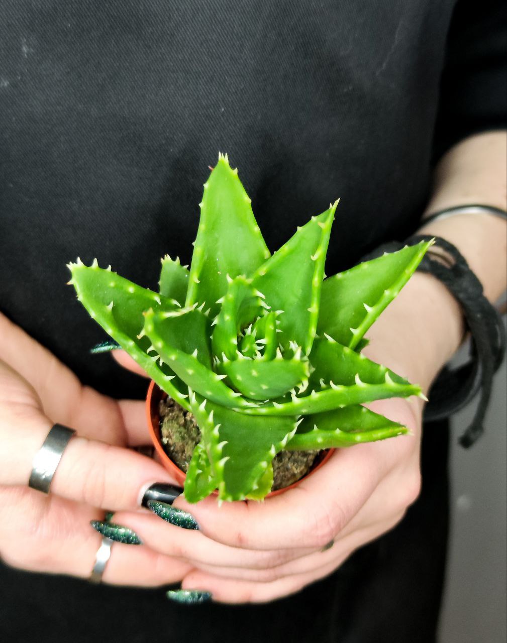 Алоэ Митриформис (Aloe Mitriformis) D5см