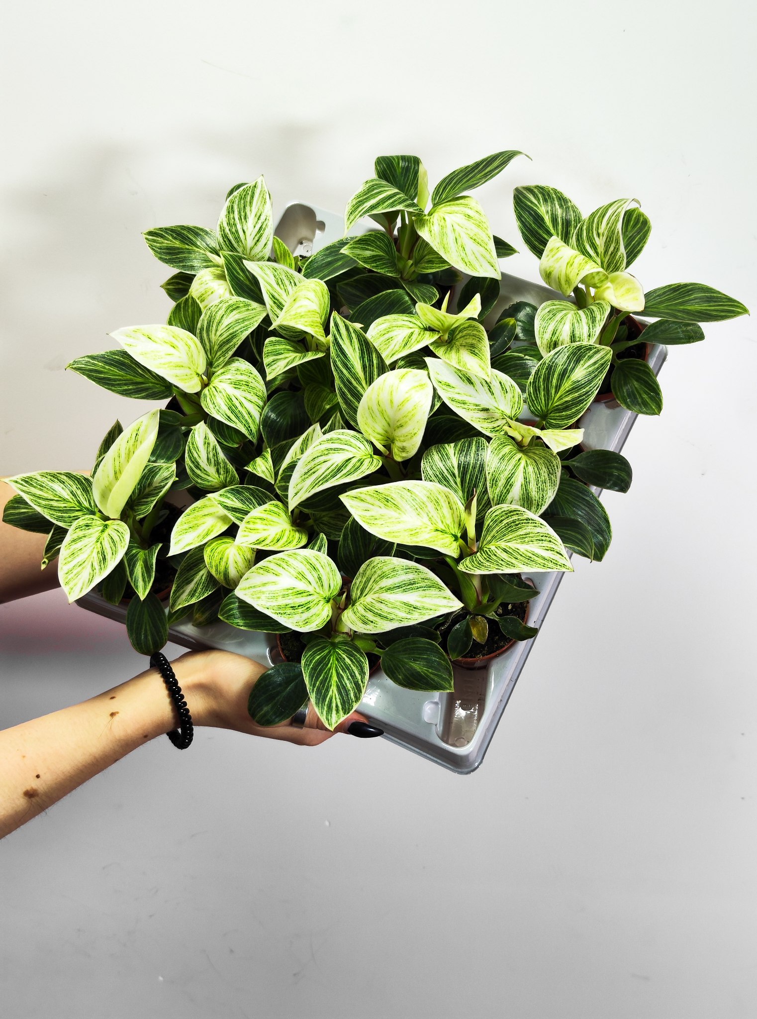 Филодендрон Биркин (Philodendron Birkin) D6см