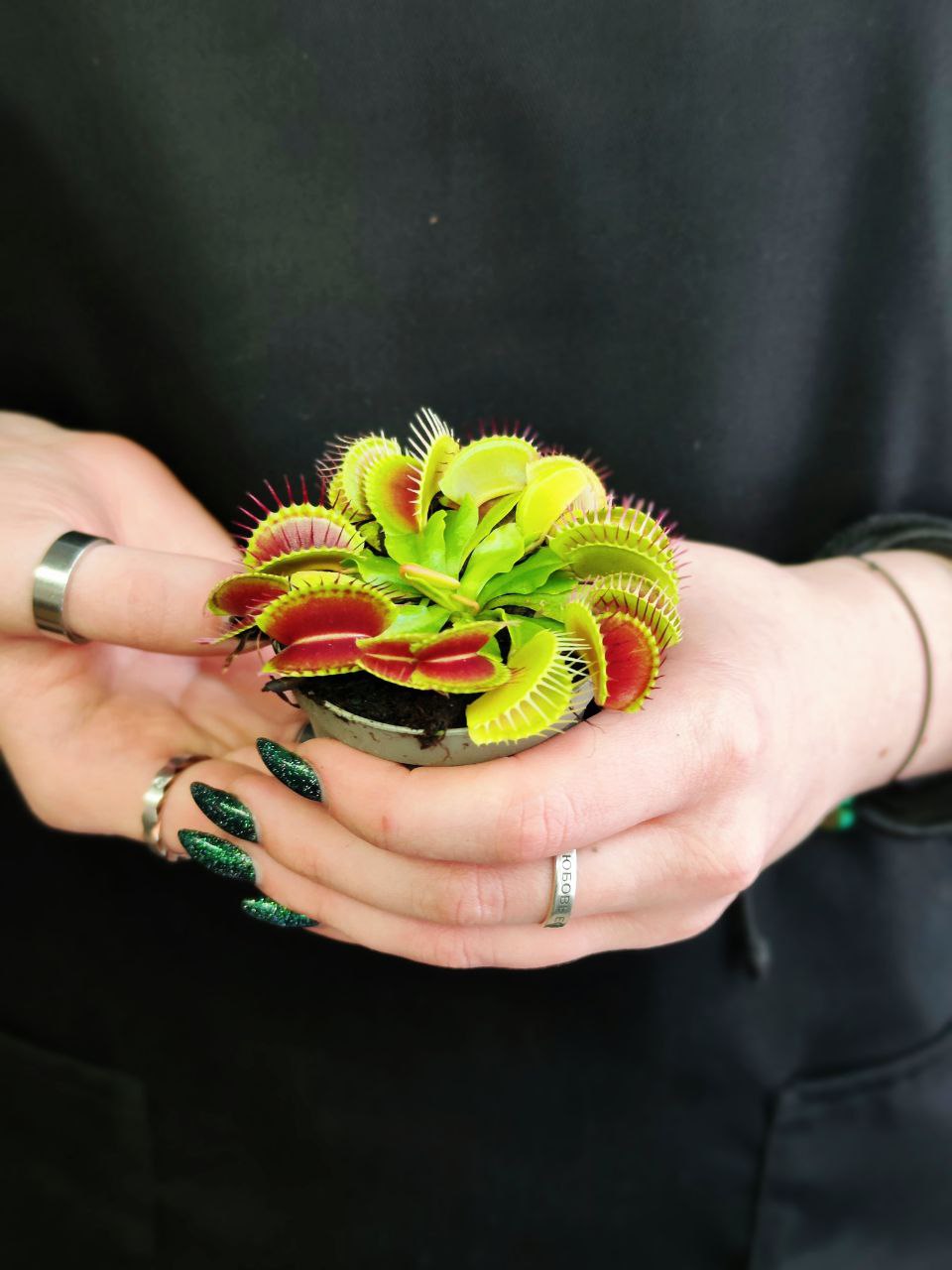 Венерина Мухоловка Малютка (Dionaea Muscipula) D6см