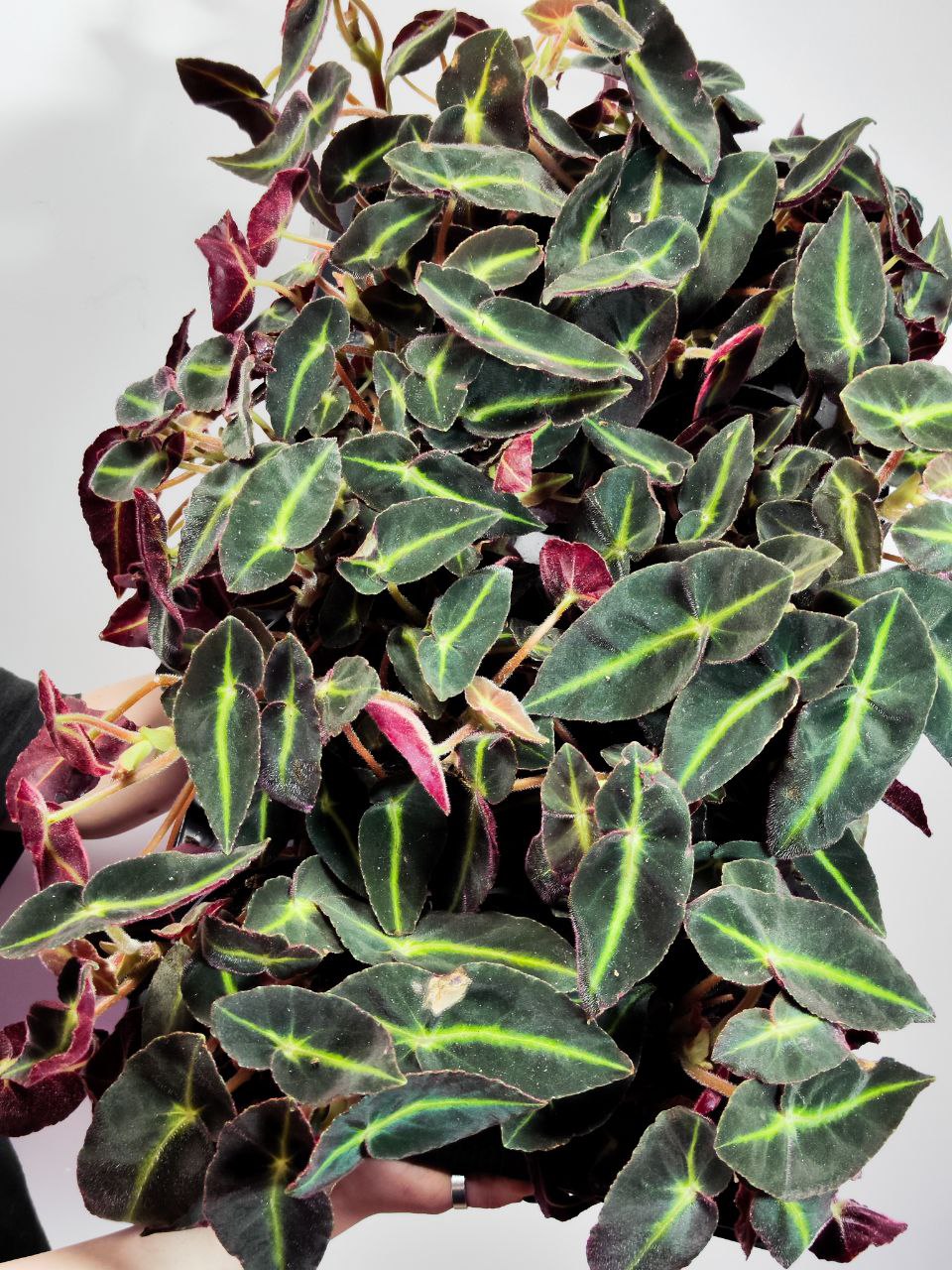 Бегония Рекс Листада (Begonia Rex Listrada) D12см
