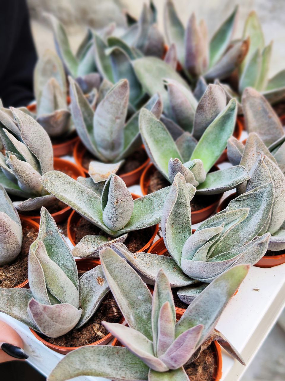 Крассула Гарнет Лотус (Crassula Garnet Lotus) D5см
