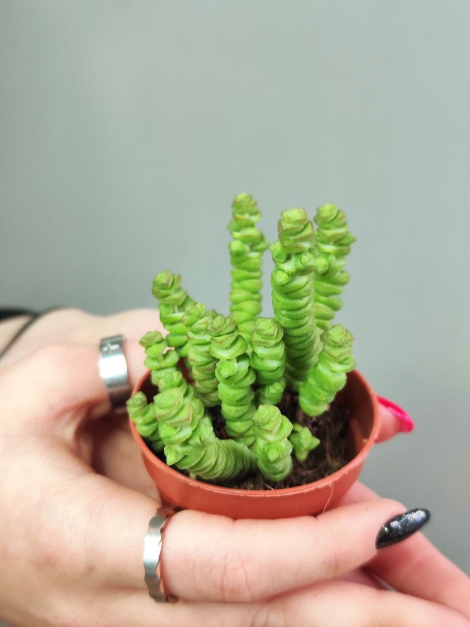 Крассула Марниериана Мини (Crassula Marneriana Mini) D5см