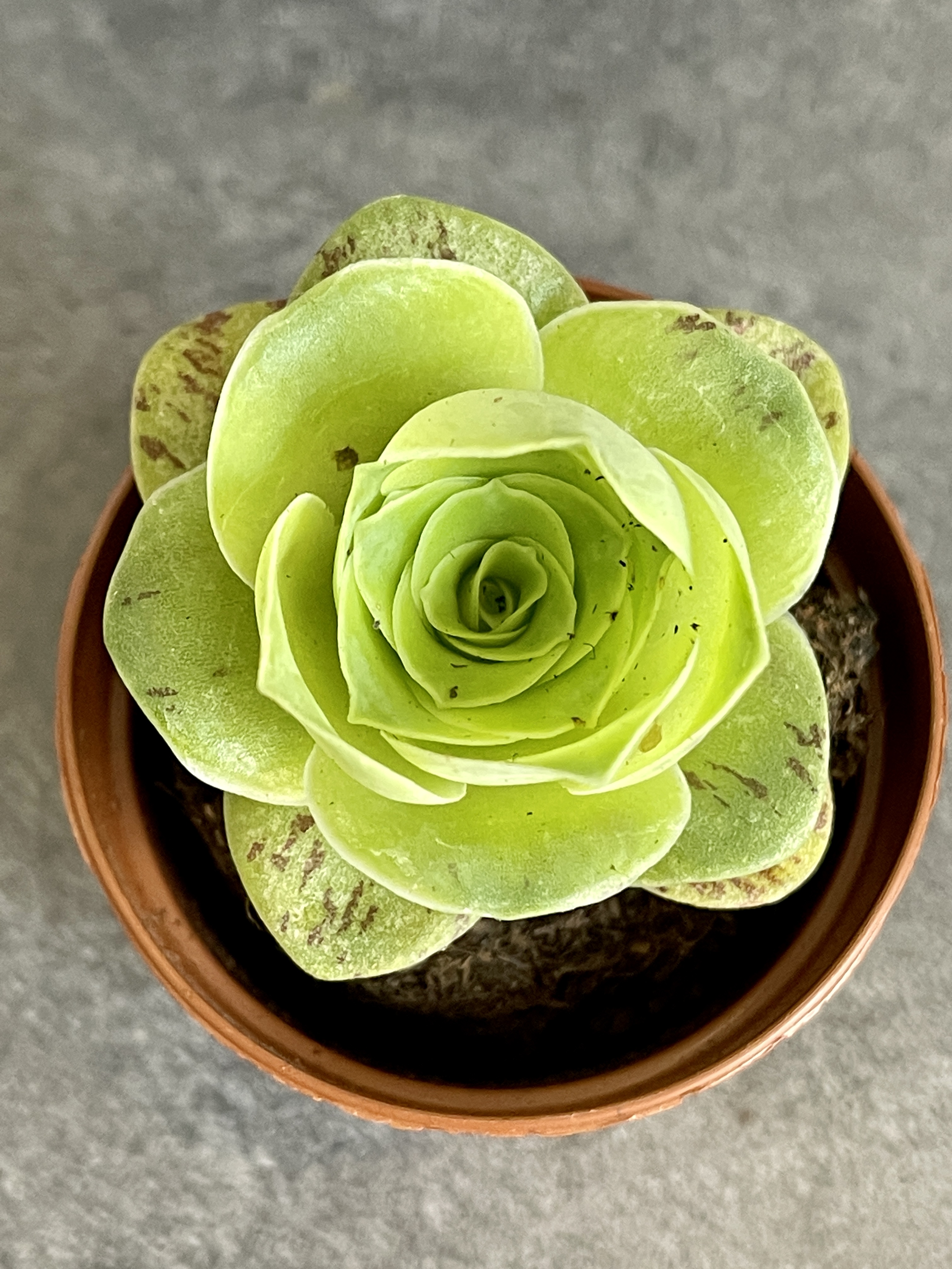 Гриновия Диплоциклум (Greenovia Diplocycla) D5см