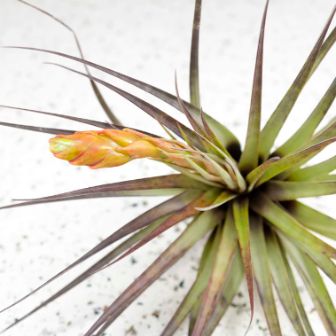 Тилландсия Меланократер Ред (Tillandsia Melanocrater Red)