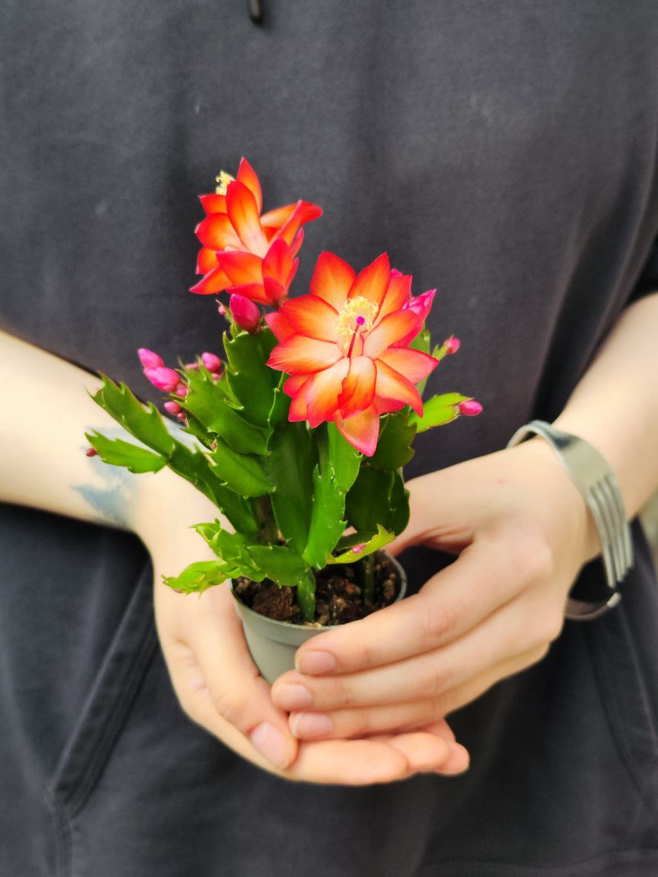 Декабрист Оранжевый, или Шлюмбергера (Schlumbergera Tendenza Orange) D6см