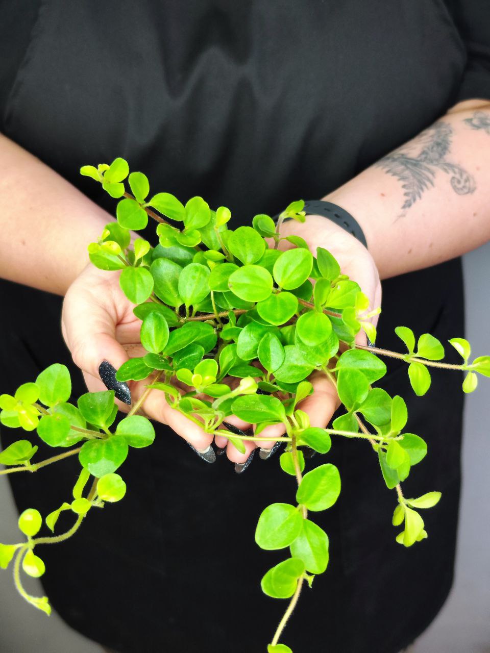 Пеперомия Круглолистная (Peperomia Rotundifolia) D5см