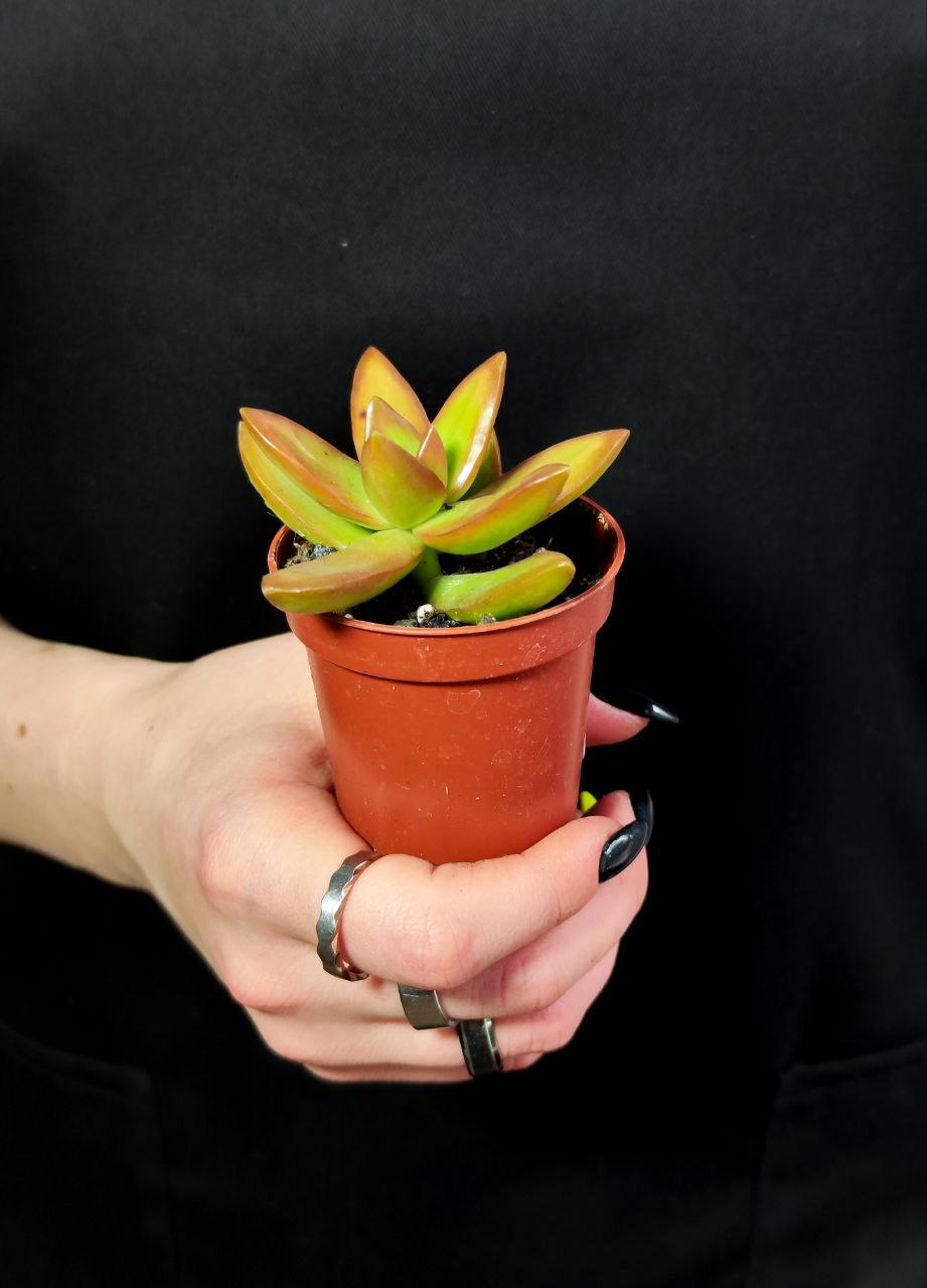 Седум Нуссбаумера (Sedum Nussbaumerianum) D5см
