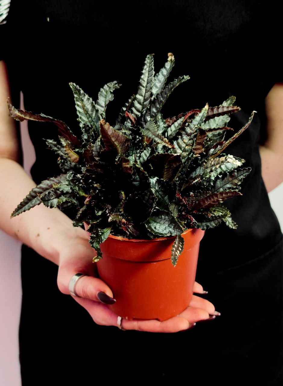 Пилея Хичкока (Pilea Hitchcockii) D6cм
