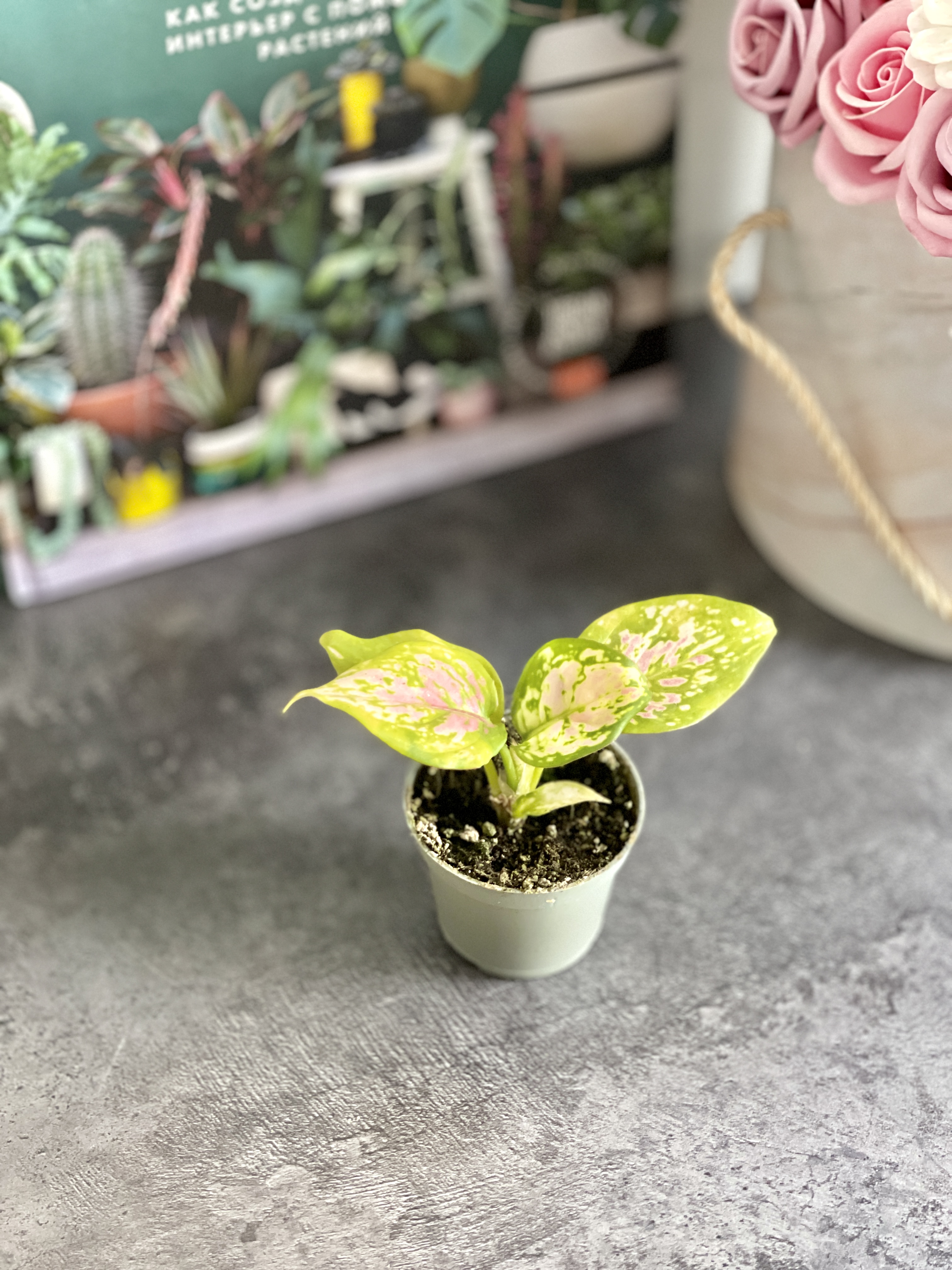 Аглаонема Ред Валентин, или Ред Валентайн (Aglaonema Red Valentine) D6см