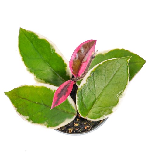 Хойя Фламинго Дрим (Hoya Flamingo Dream) D6см