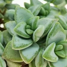 Крассула Рупестрис Грин (Crassula Rupestris Green) D5см