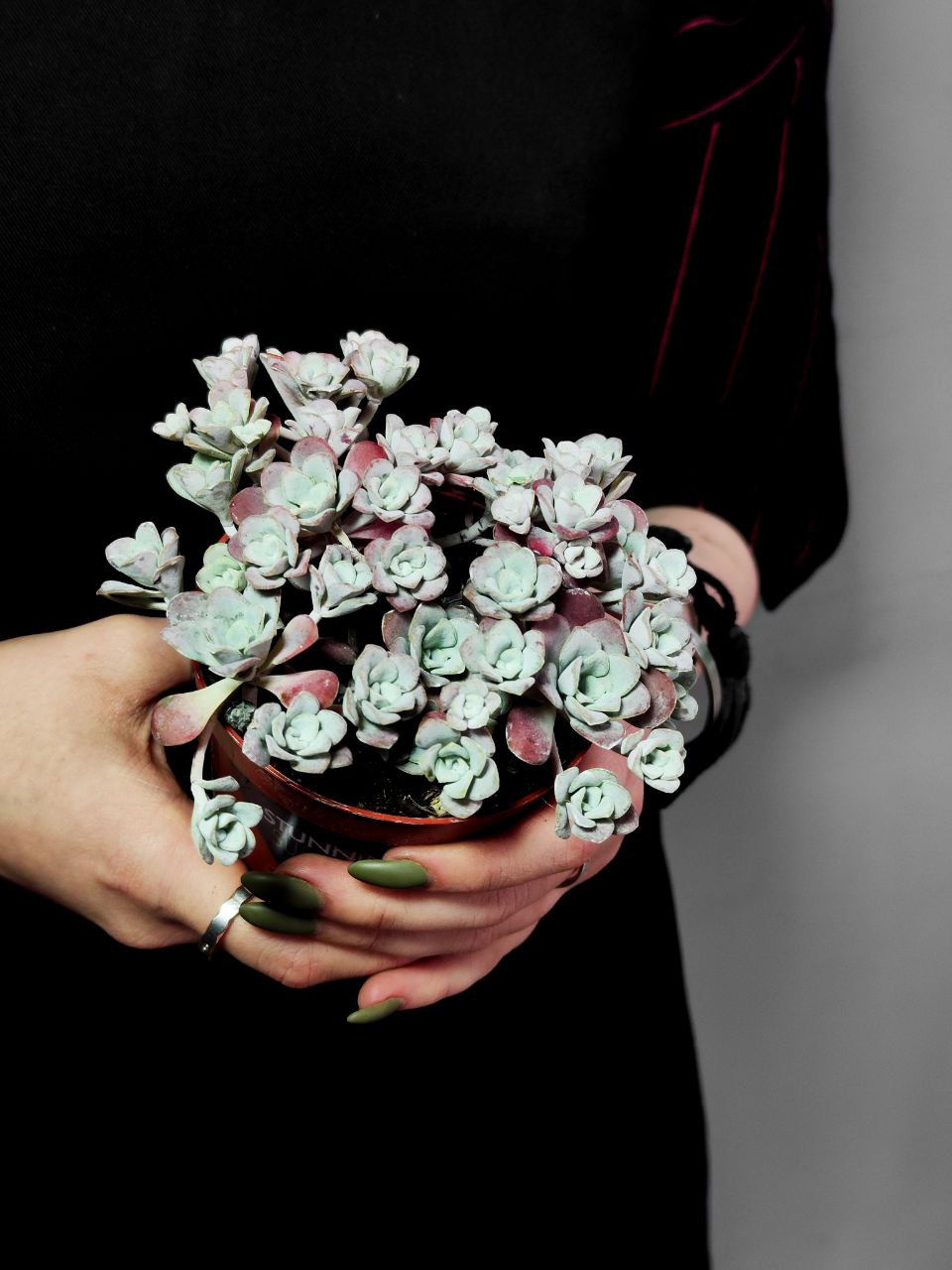 Седум Лопатчатолистный, или Седум Пурпуреум (Sedum Purpureum) D8см
