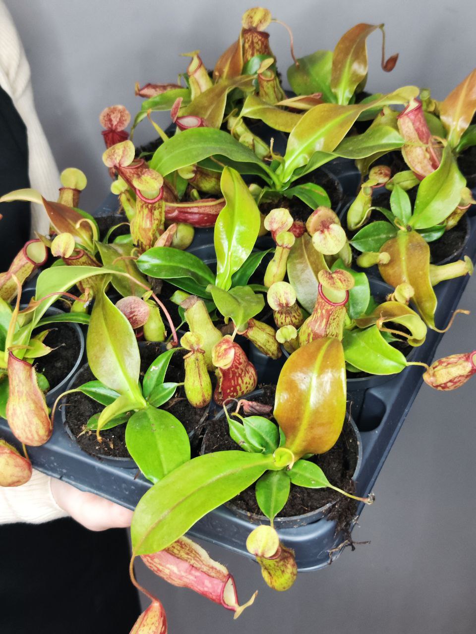 Непентес Гая (Nepenthes Gaya) D9см