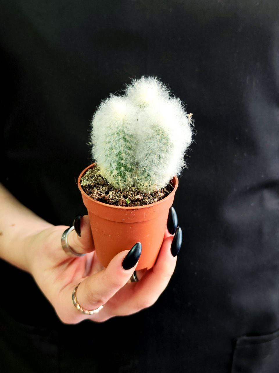 Кактус Аустроцефалоцереус Дибовского Груп (Austrocephalocereus Duwboyskii Group) D5см