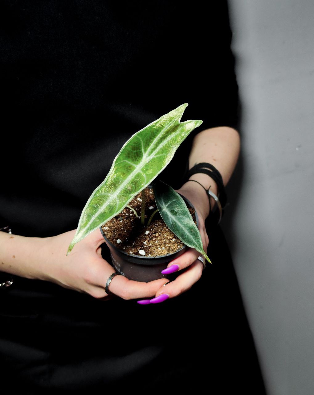 Алоказия Лонгилоба Пурпл (Alocasia Longiloba Purple) D10см