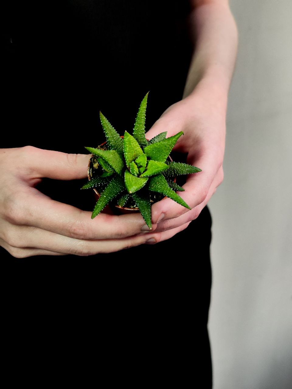 Хавортия Энон  (Haworthia Enon) D5см