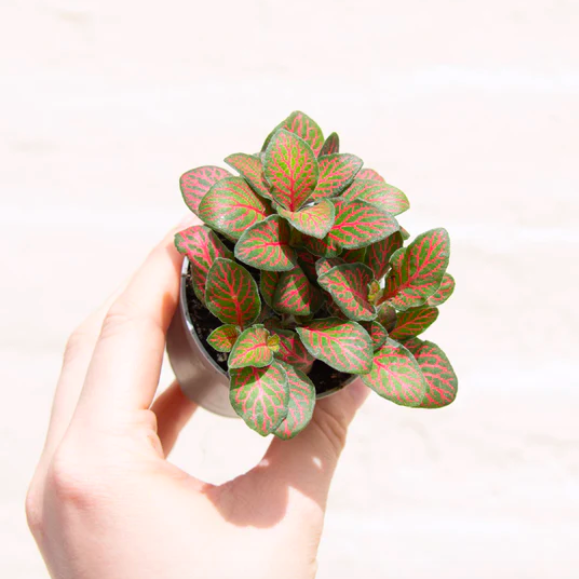 Фиттония Джоли Джосан (Fittonia Joly Josan) D8,5см