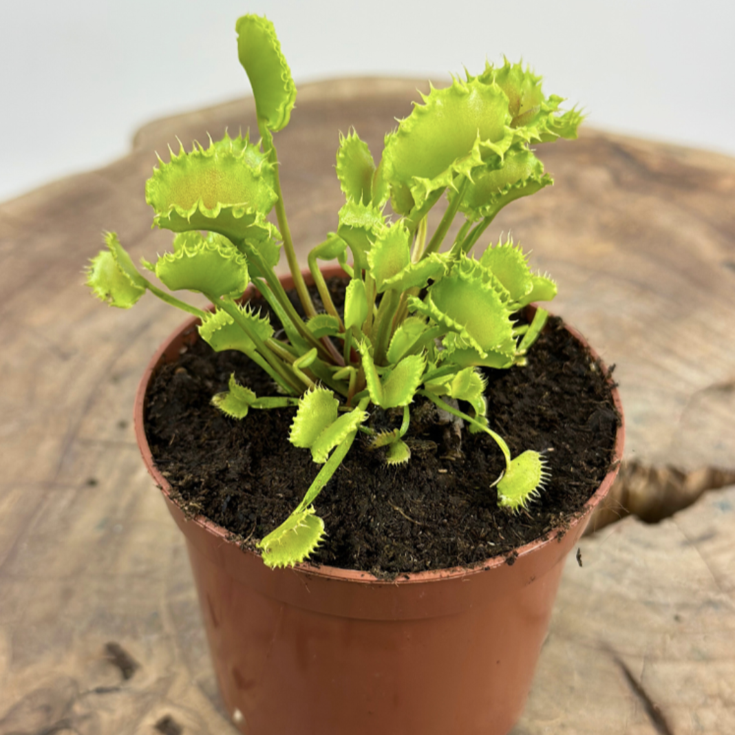 Венерина Мухоловка Зип (Dionaea Muscipula Zipp) D9см