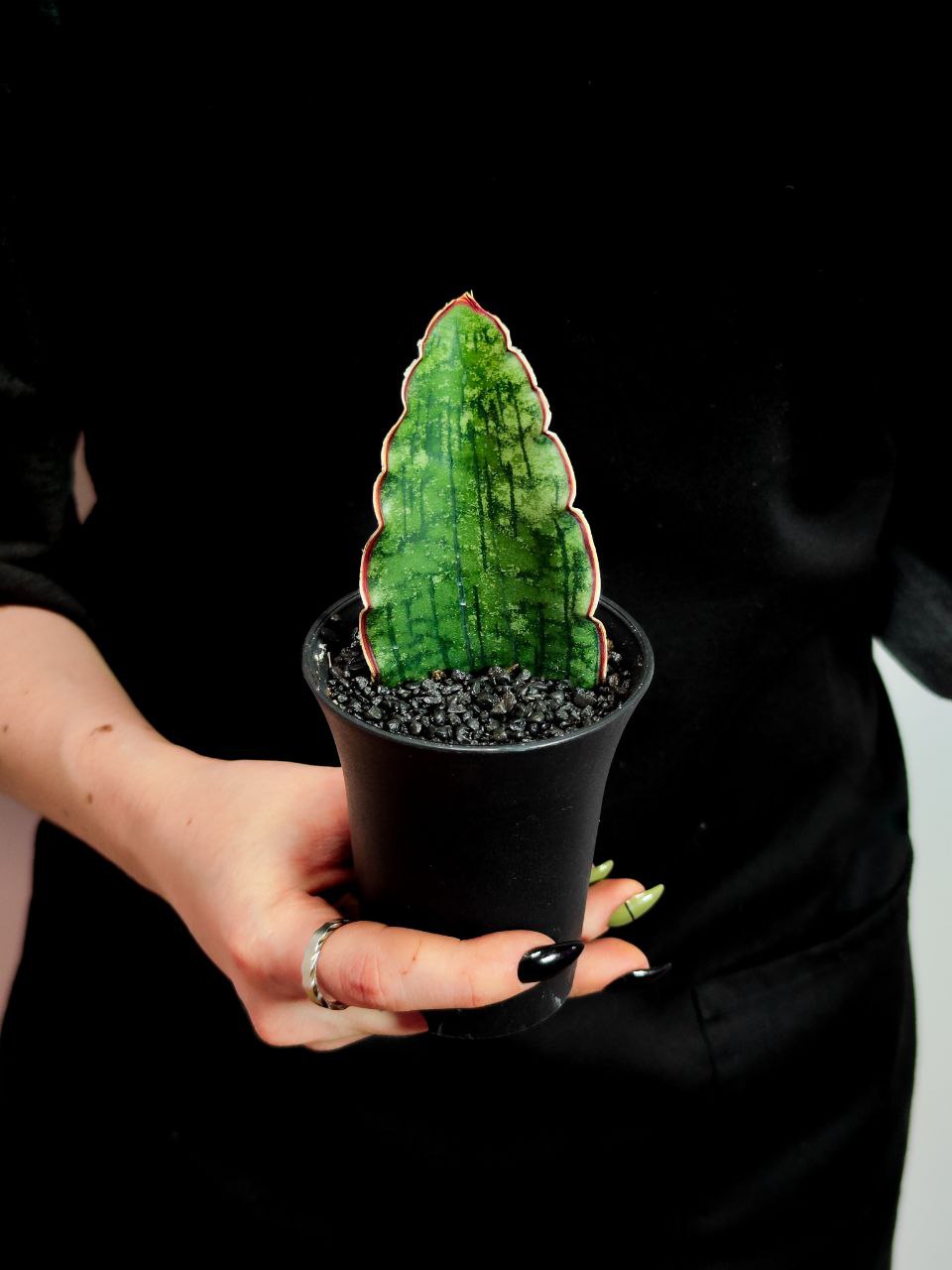 Сансевиерия Стар Грин, Мини Лист (Sansevieria Star Green) D7,5см