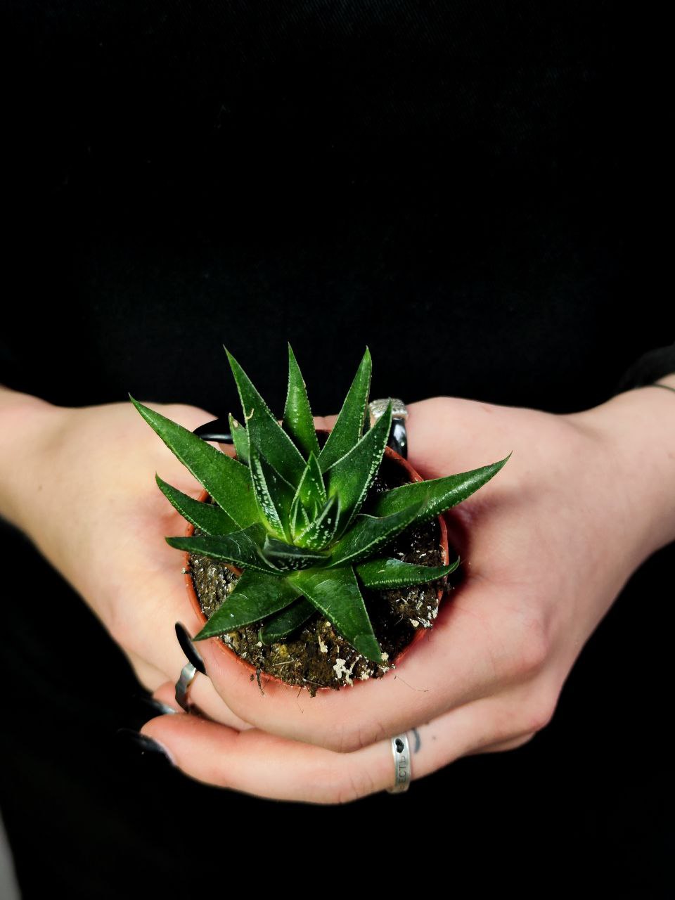 Хавортия Хербацея (Haworthia Herbaceae) D5см