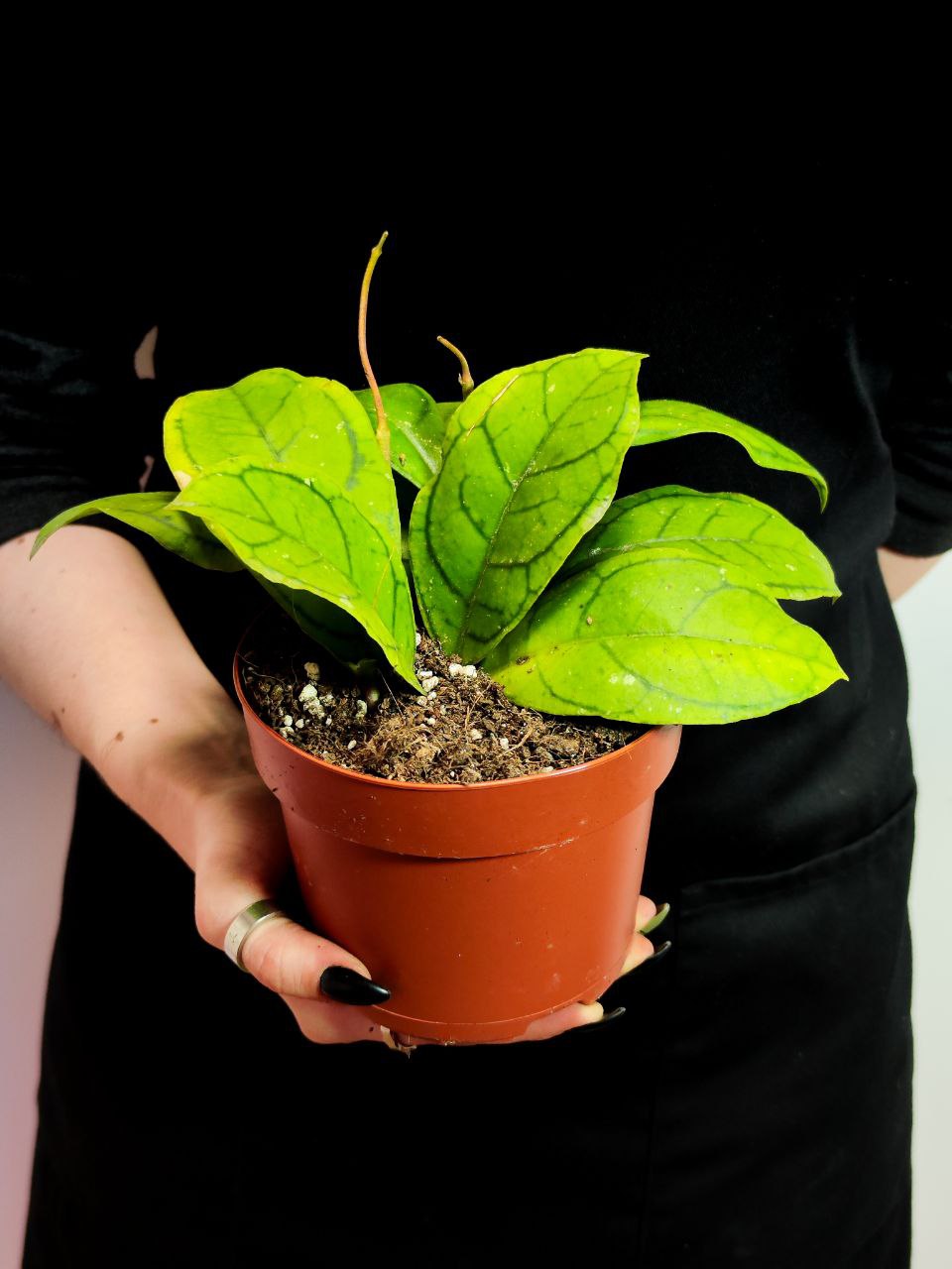 Хойя Каллистофила Вена (Hoya Callistophylla Vena) D12см