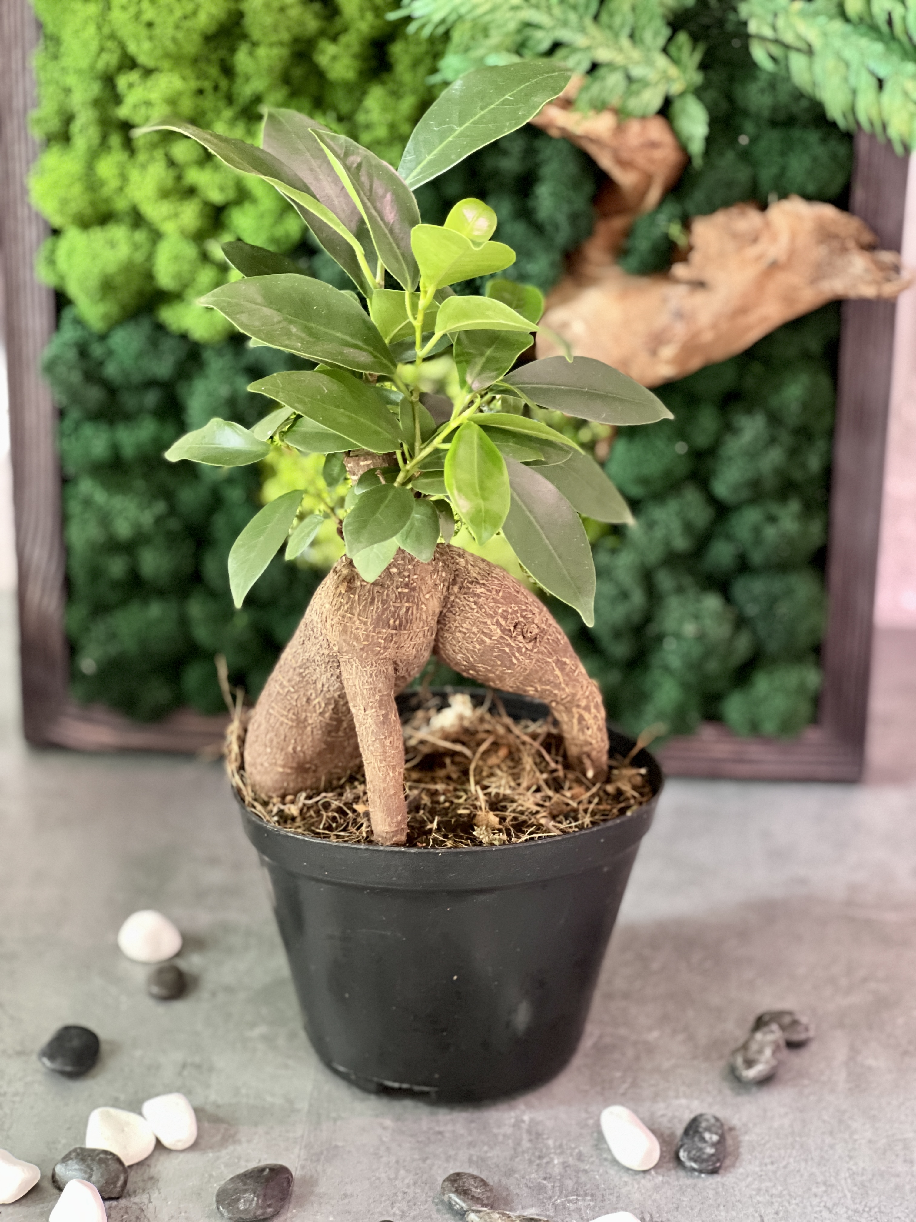 Фикус микрокарпа (Ficus microcarpa) в горшке D13см