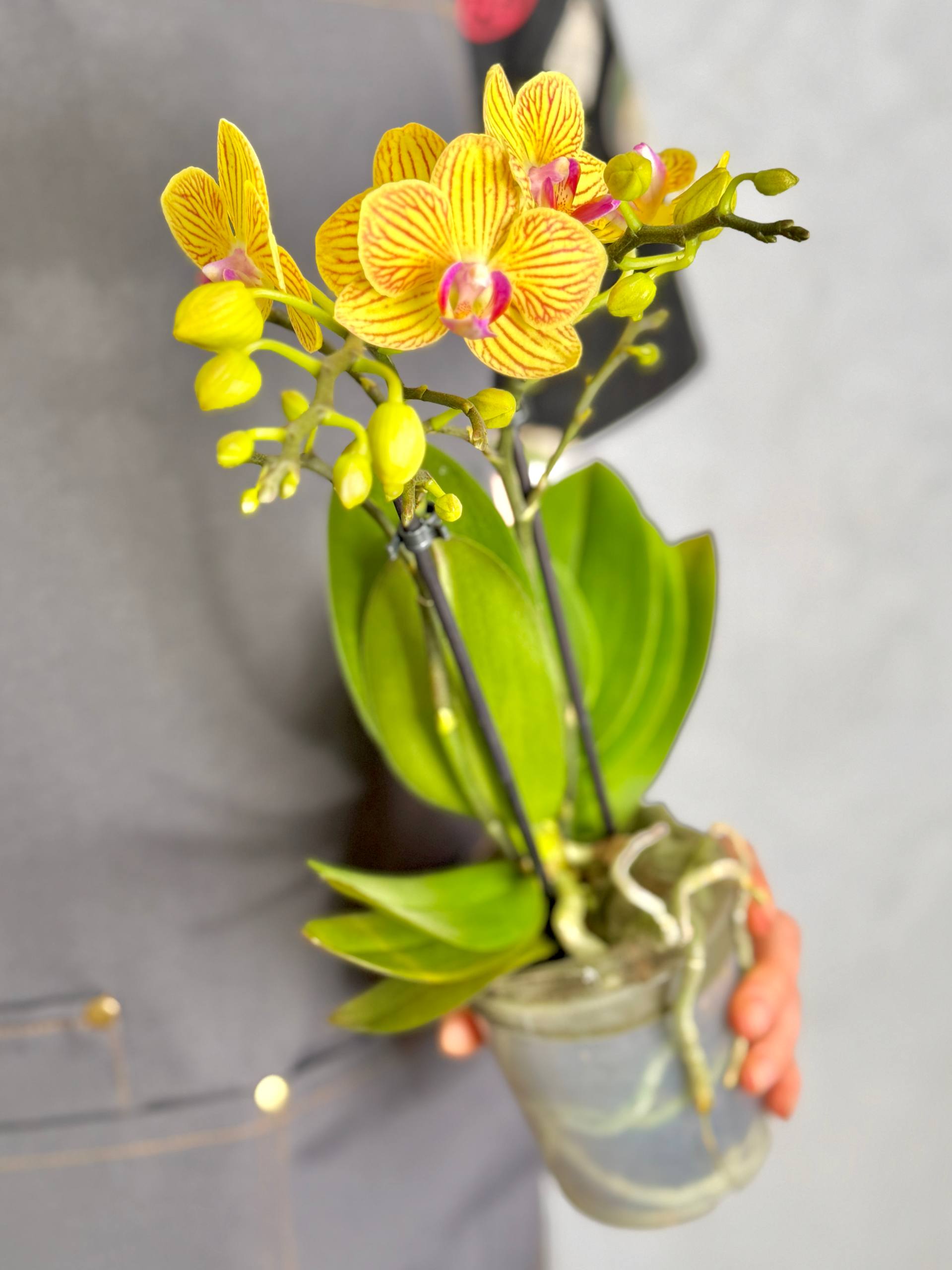 Орхидея Фаленопсис Лима (Phalaenopsis Multiflora Lima) D9см