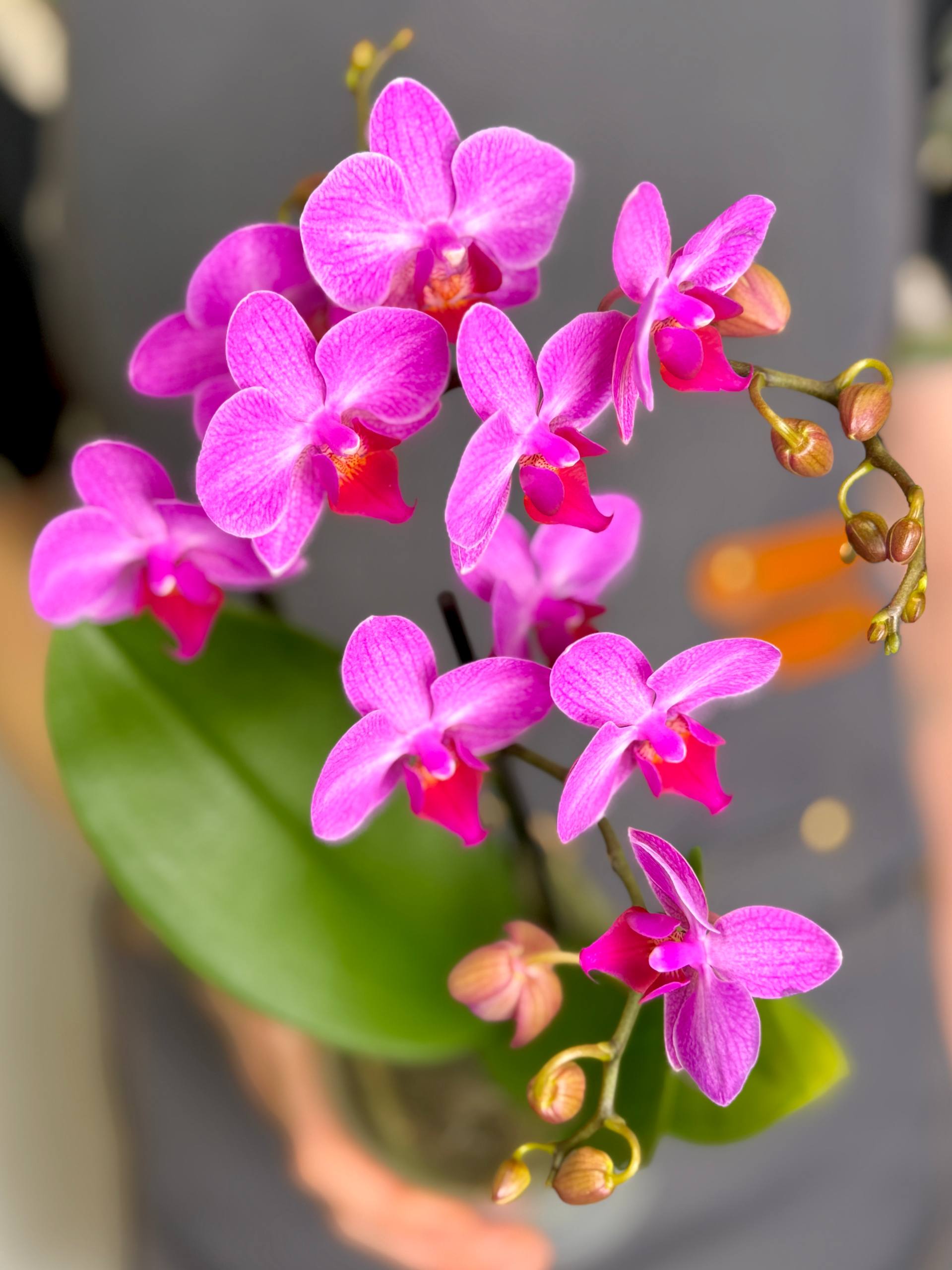 Орхидея Фаленопсис Розовый Фламинго (Phalaenopsis Pink Flamingo) D9см