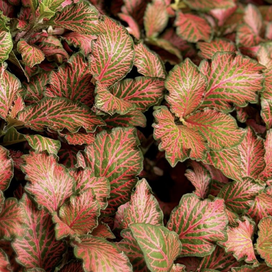 Фиттония Ред Мэджик (Fittonia Red Magic) D8,5см
