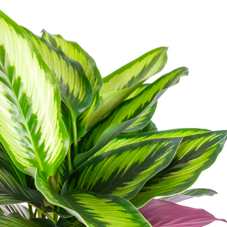 Калатея Бьюти Стар (Calathea Beauty Star) D11 см