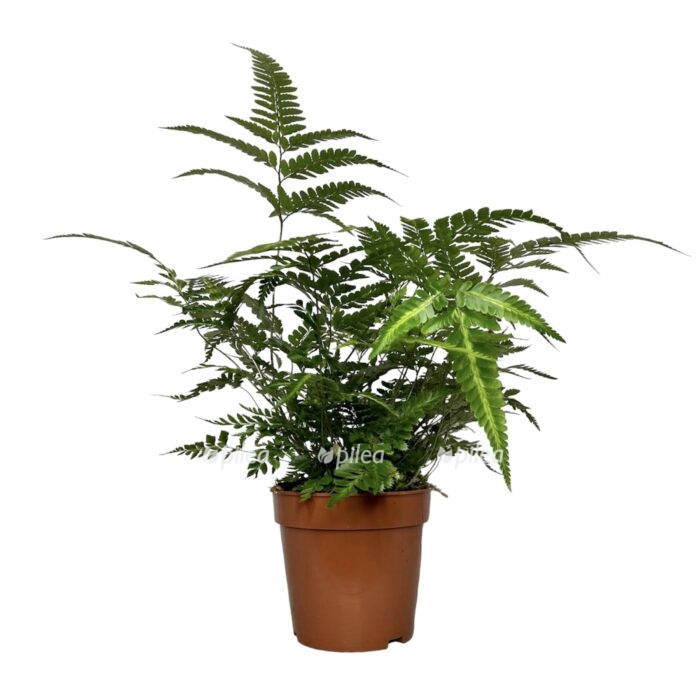 Румора Адиантиформис Вариегата (Rumohra Adiantiformis Variegata) D8,5см
