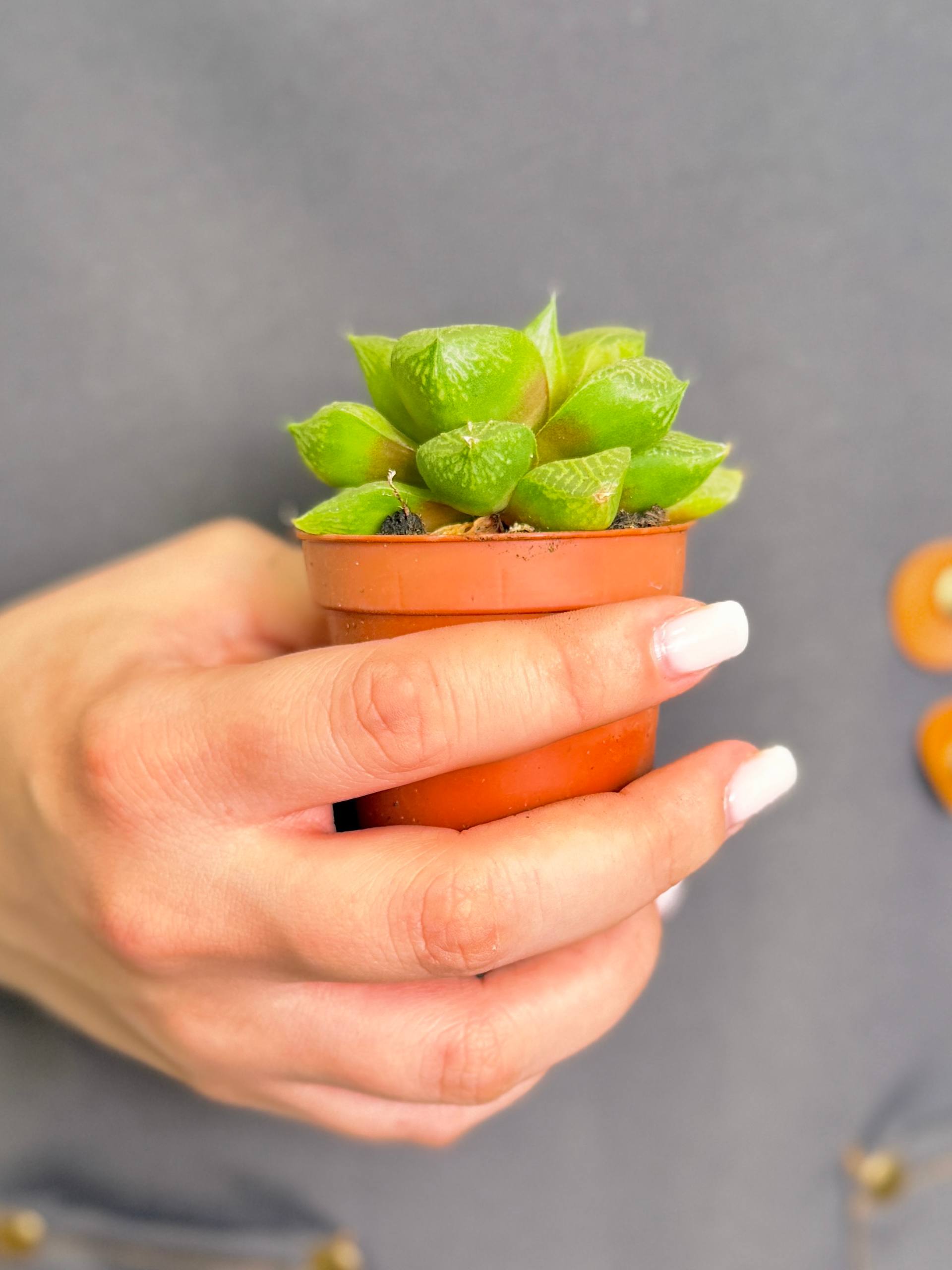 Хавортия Комптониана (Haworthia Сomptoniana) D5см