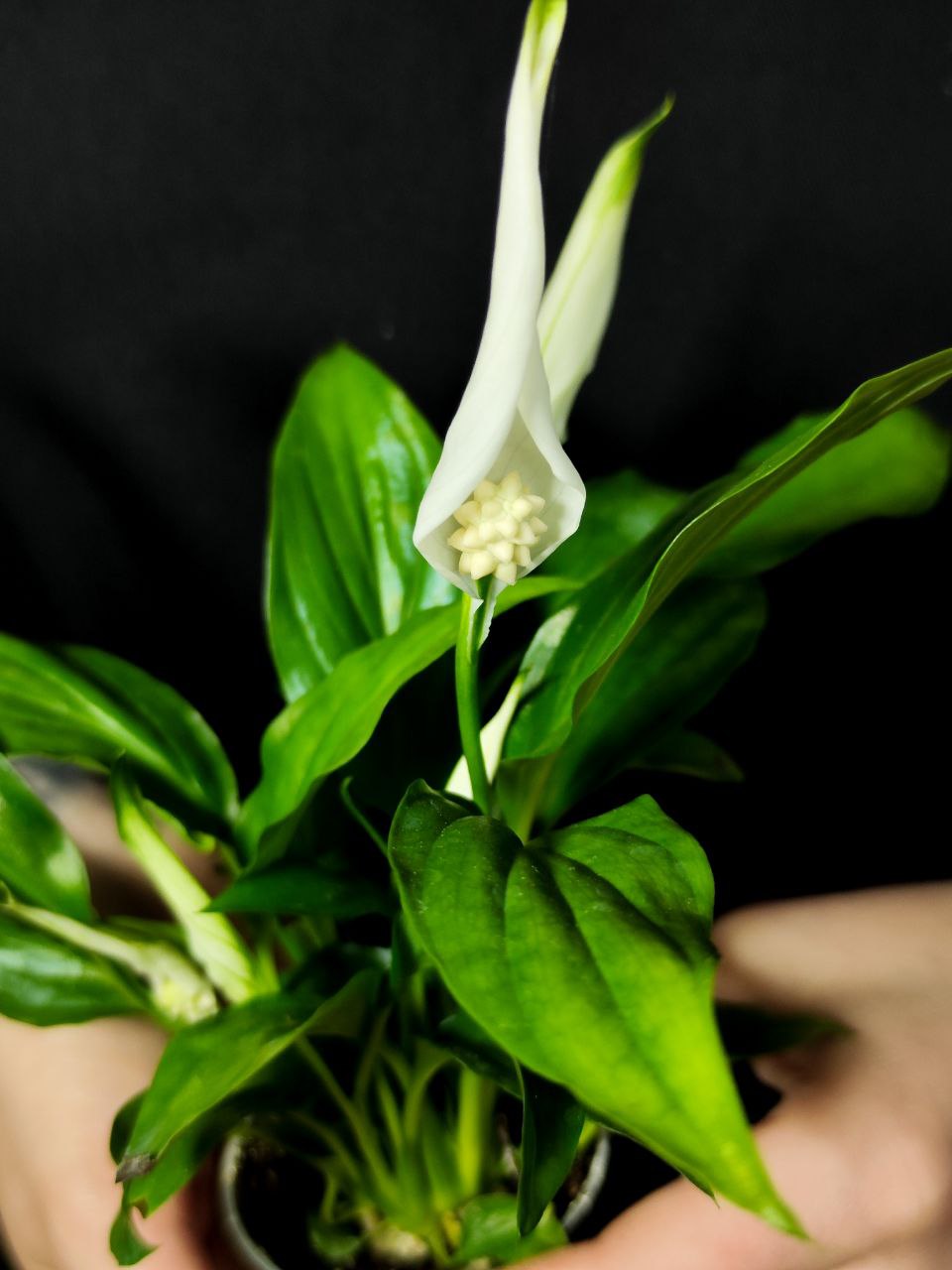 Спатифиллум Перл Купидо (Spathiphyllum Pearl Cupido) D7см
