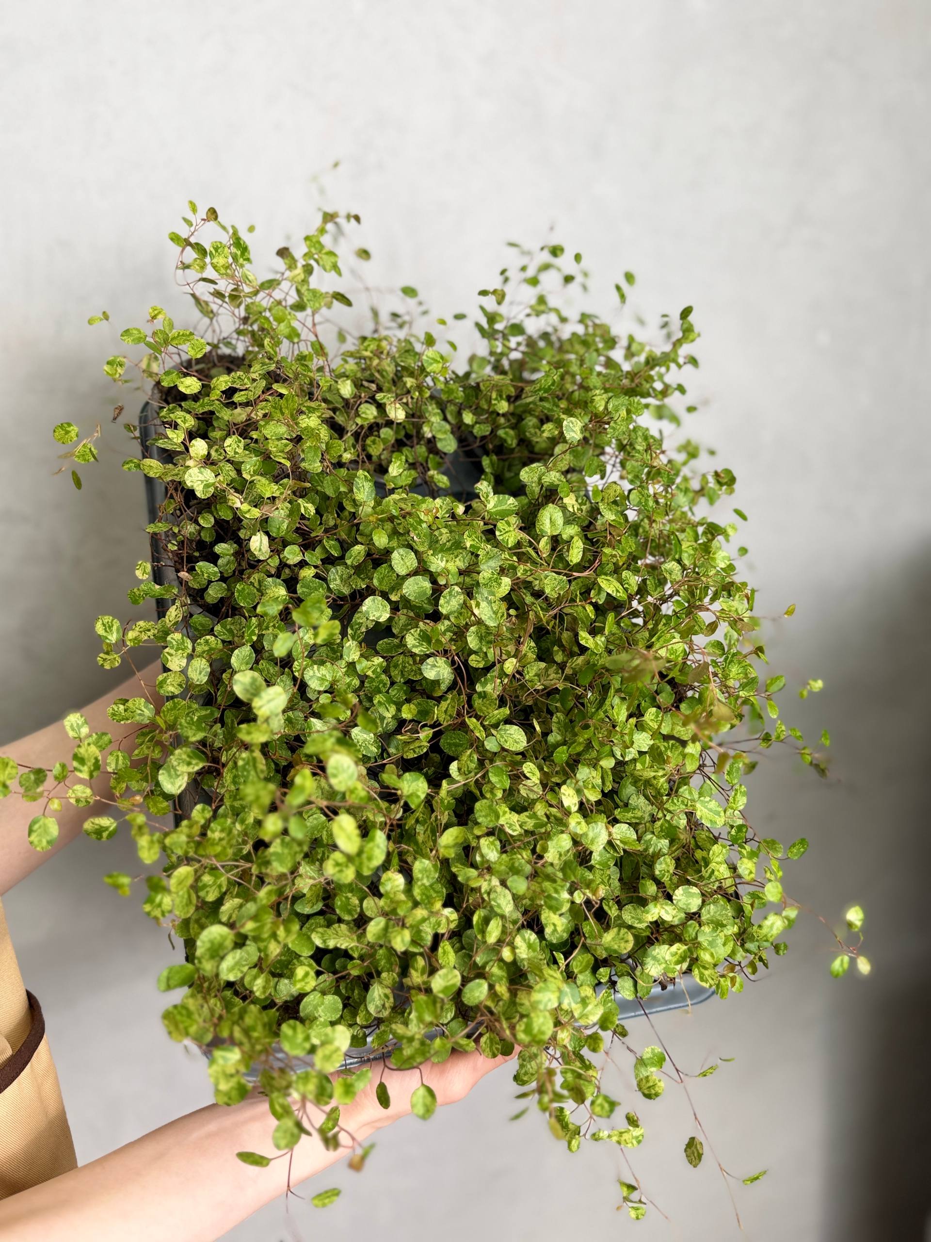 Мюленбекия Комплекса Маори Вариегатная (Muehlenbeckia Сomplexa Maori Variegated) D9см