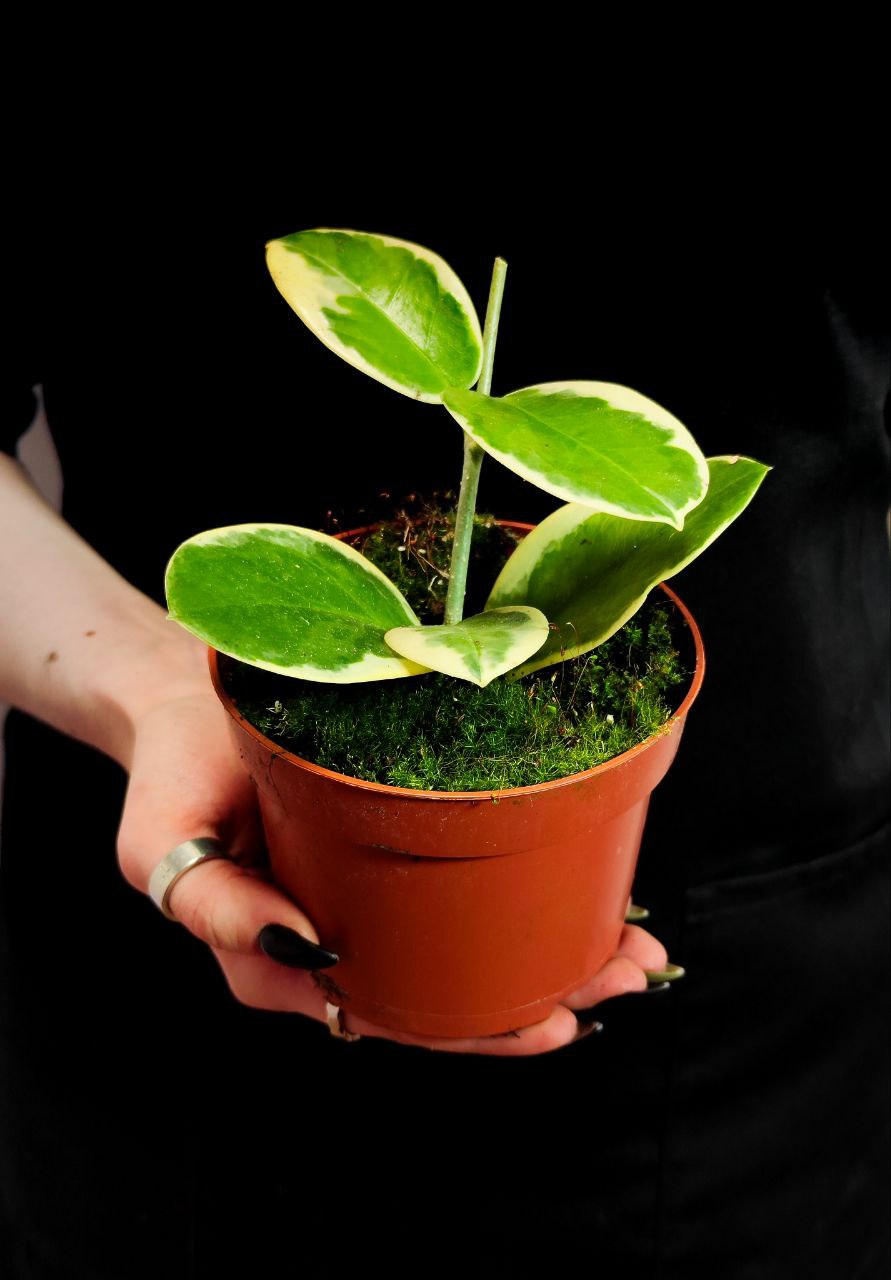 Хойя Аустралис Блонди (Hoya Australis Blondie) D10см