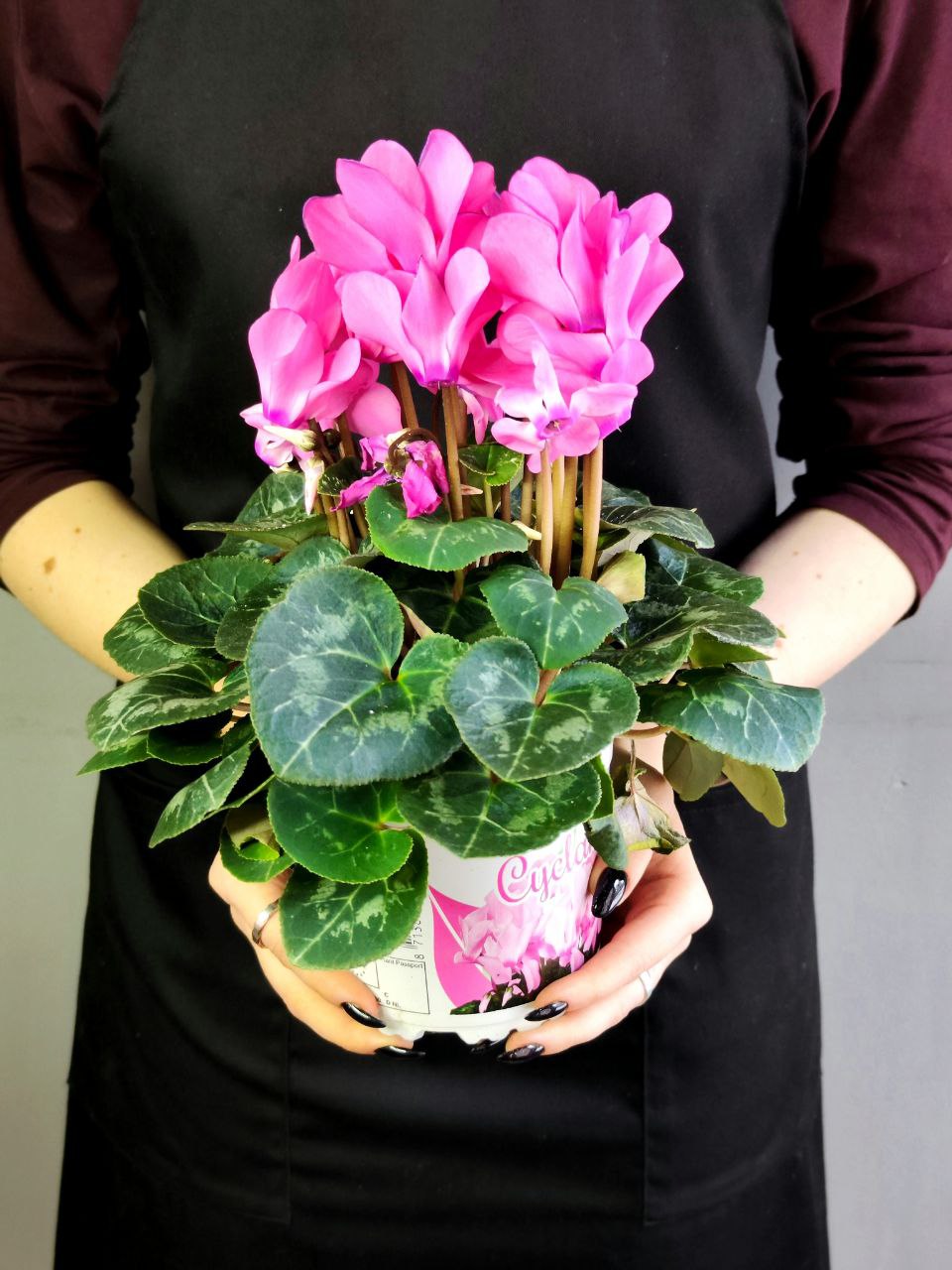 Цикламен Европейский Розовый (Cyclamen Europaeum Pink) D12см
