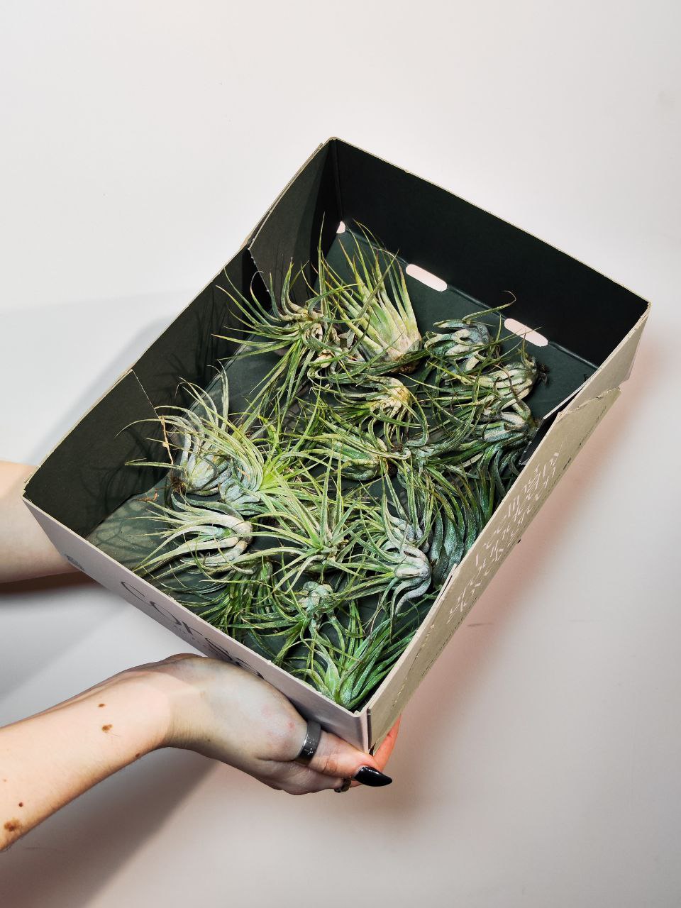Тилландсия Ионанта Скапоза (Tillandsia Ionantha Scaposa)