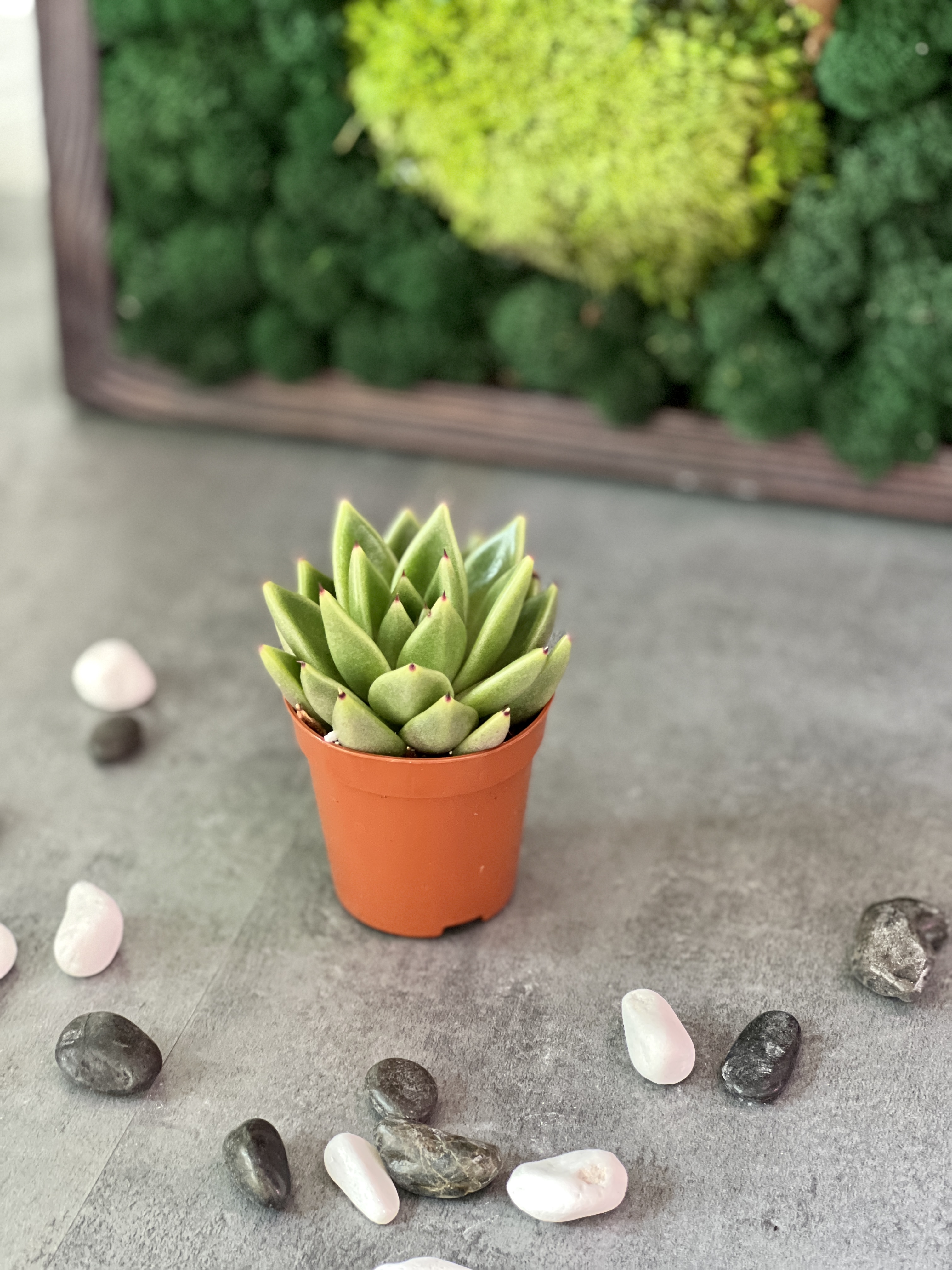 Эхеверия Агавовидная (Echeveria Agavoides) D5см