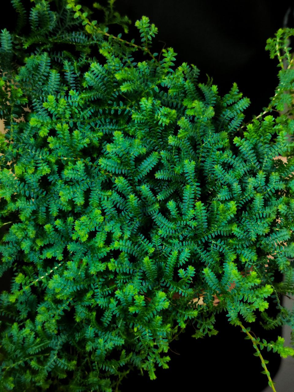 Селагинелла Пикок (Selaginella Peacock) D12см