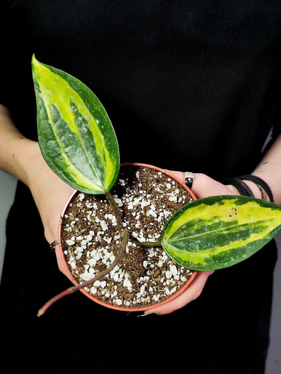 Хойя Латифолия Пот оф Голд (Hoya Latifolia Pot of Gold) D10см