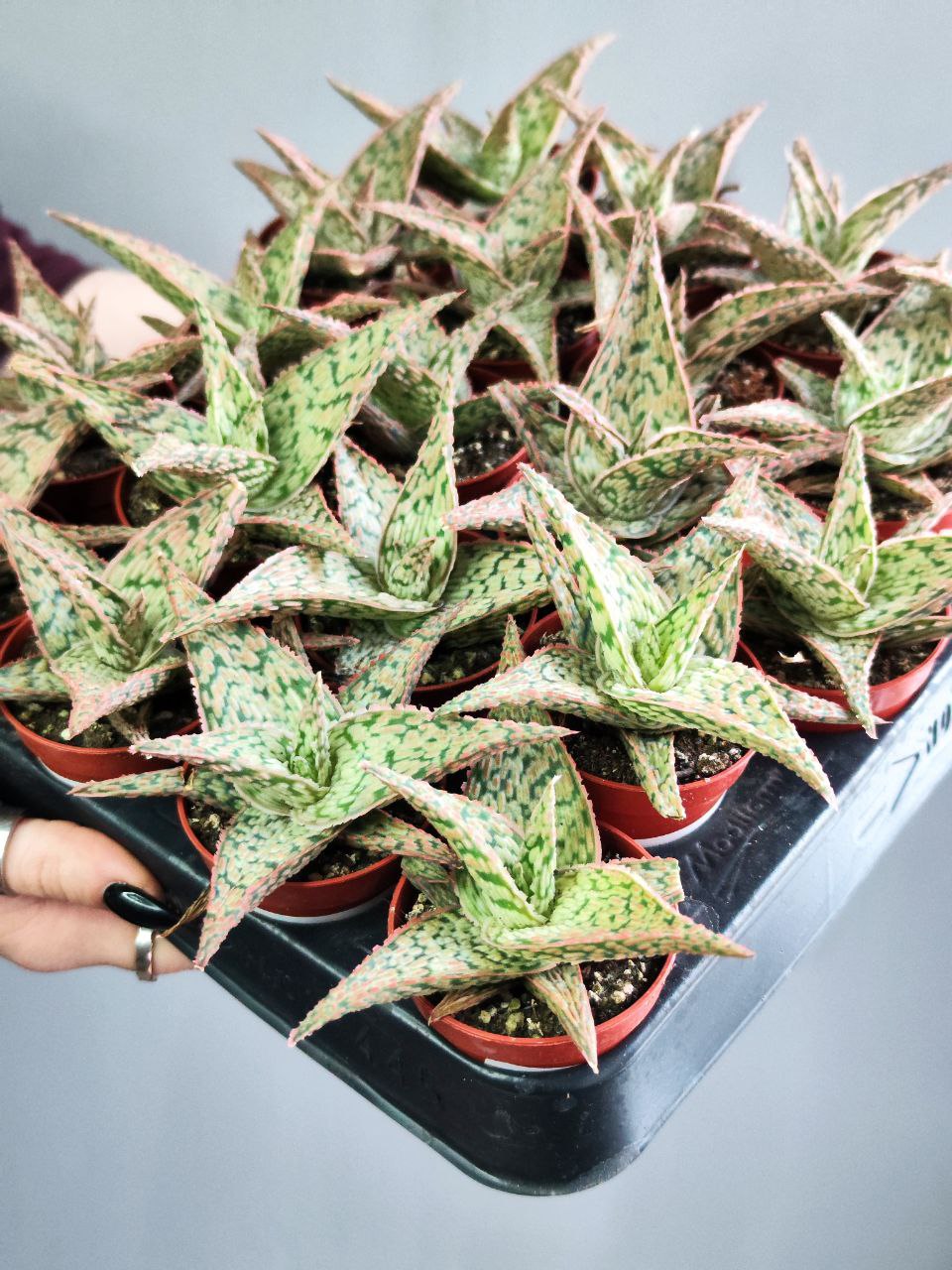 Алоэ Карола (Aloe Cristmas Carol) D5см