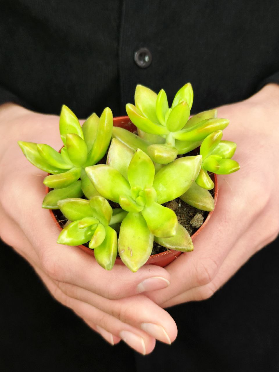 Седум Адольфа (Sedum Adolphii) D8см